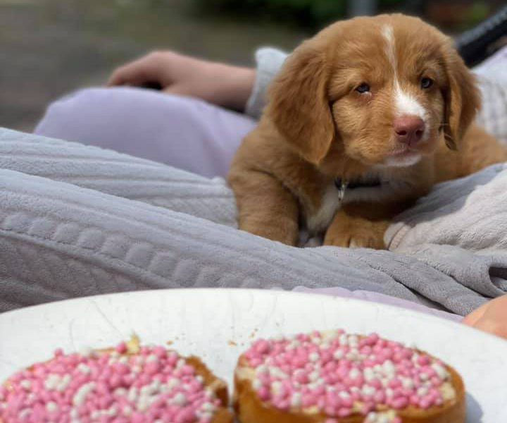 Knuffel voor alle dieren op Dierendag